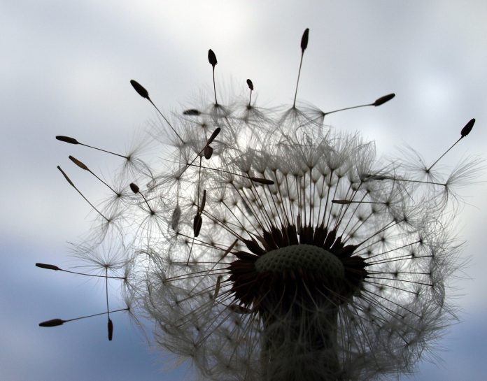 dandilion dandilion