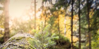 forest