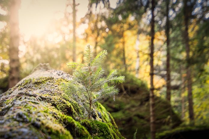 forest forest