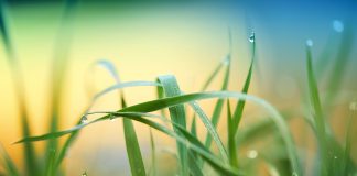 grass