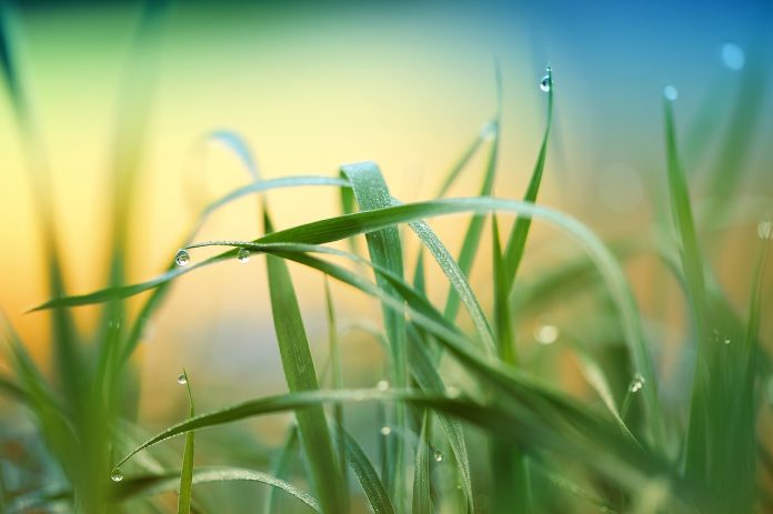 grass grass