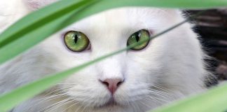 white cat