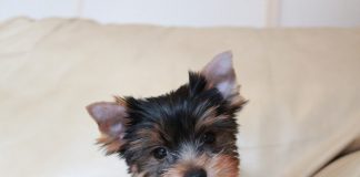Yorkie