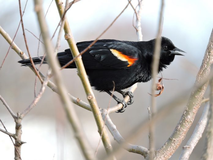 red winged black bird red winged black bird