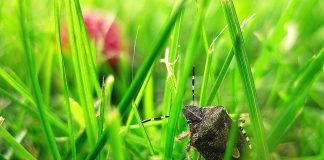 stink bug