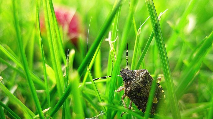 stink bug stink bug