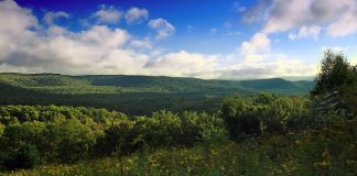 Pennsylvania forest