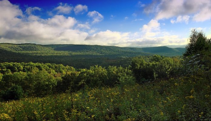 Pennsylvania forest Pennsylvania forest