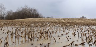 Flooded field