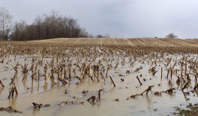 wild art flooding Flooded field