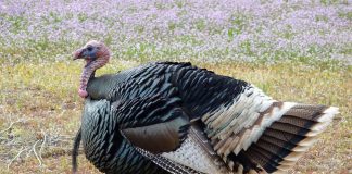 wild turkey