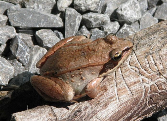wood frog wood frog
