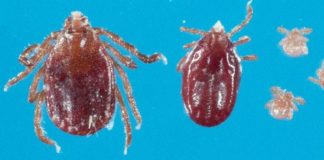 longhorn tick