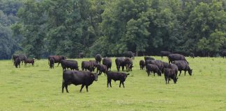 beef cattle on pasture