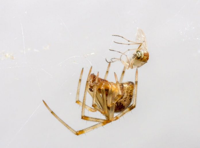 spiders spiders