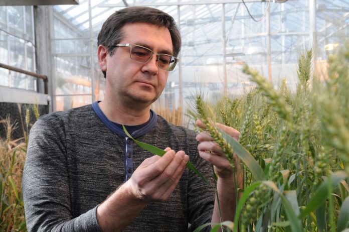 CRISPR-CAS wheat CRISPR-CAS wheat