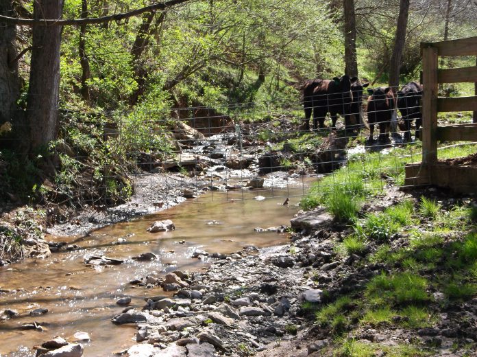Fencing livestock out of streams Fencing livestock out of streams
