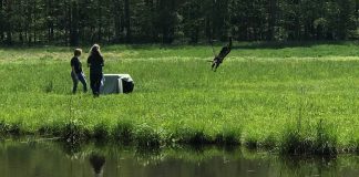Juvenile eagle