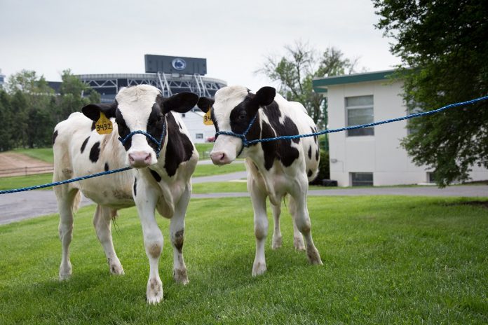 Penn State Holstein Calves Penn State Holstein Calves