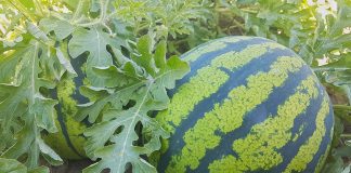watermelon