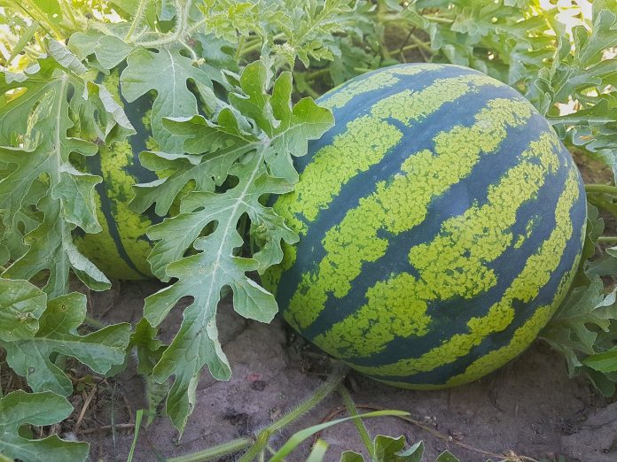 watermelon watermelon