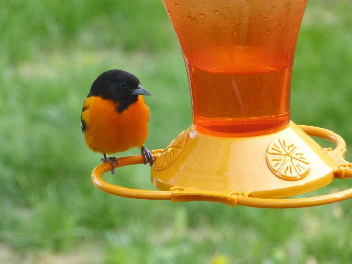 Baltimore oriole Baltimore oriole