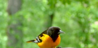 oriole
