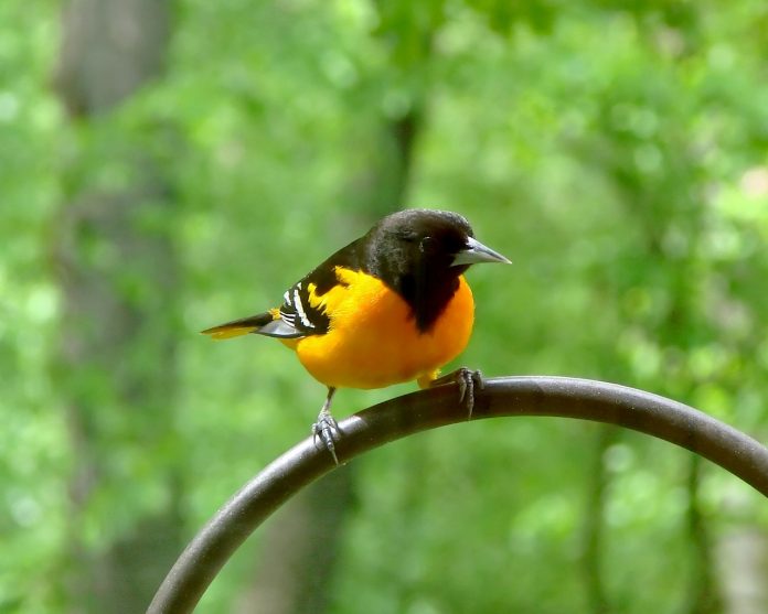 oriole oriole