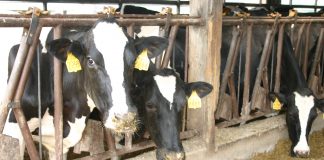 dairy cows