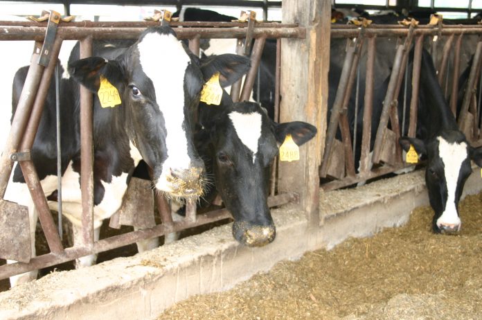 dairy cows dairy cows