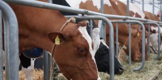 cattle