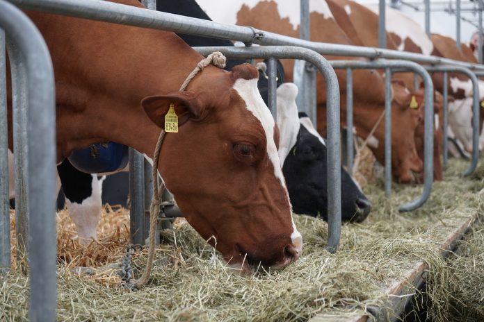 cattle cattle