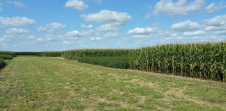 crop rotation