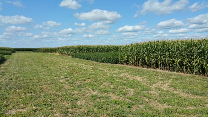 crop rotation crop rotation