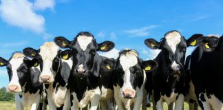 heifers