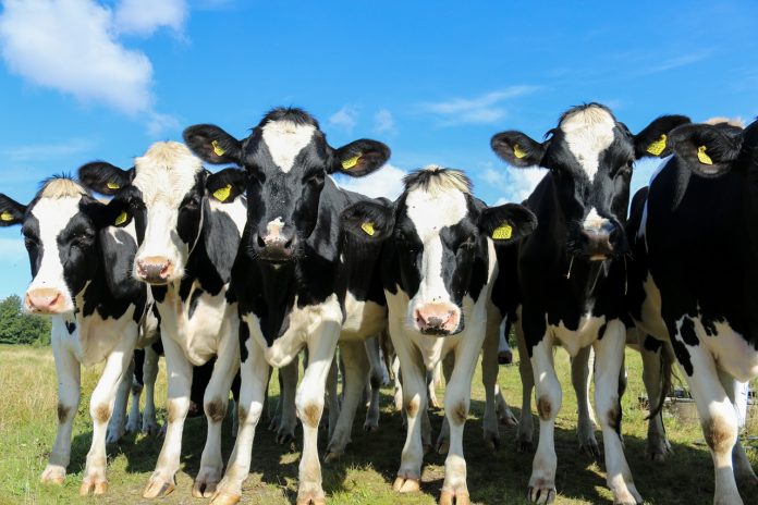 heifers heifers