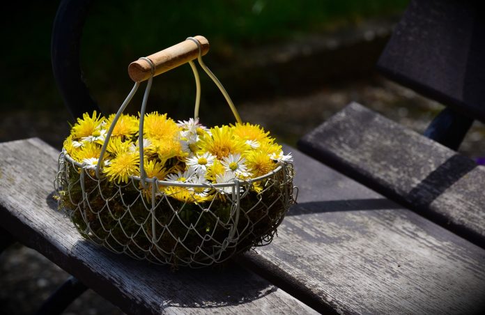 dandelion dandelion