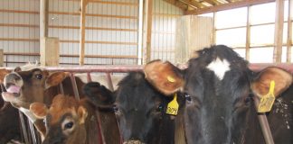 Dairy cows