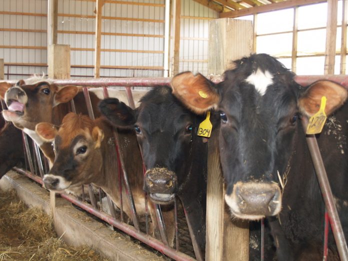 Dairy cows Dairy cows