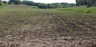 emerging corn
