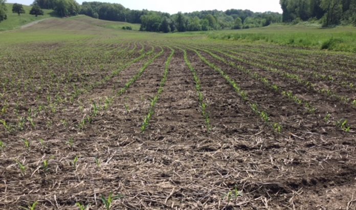 emerging corn emerging corn