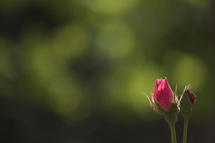 flower flower