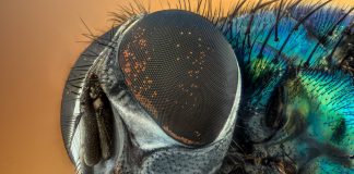 fly