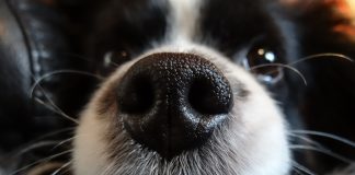 dog nose