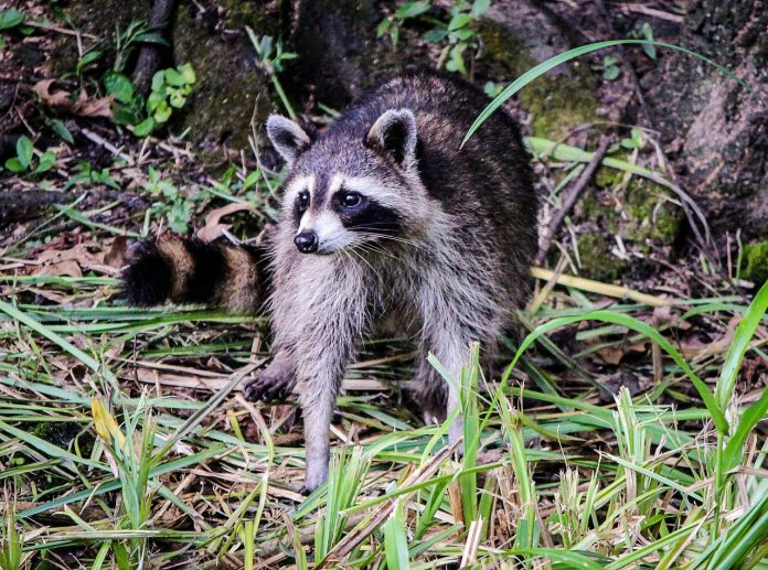 raccoon raccoon