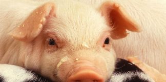 piglet