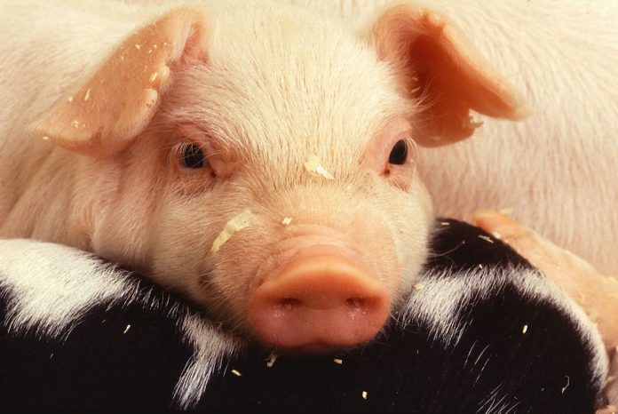 piglet piglet