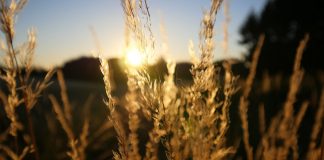 wheat