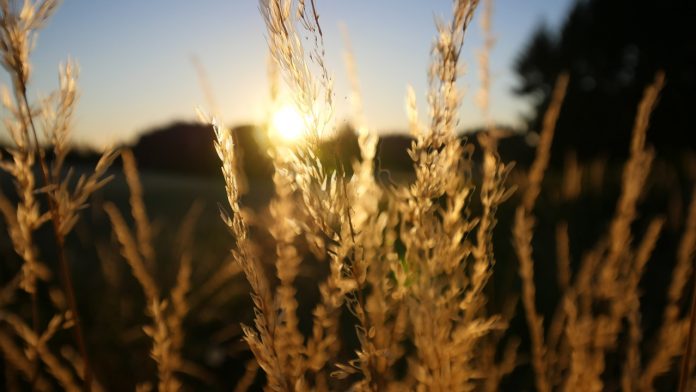 wheat wheat
