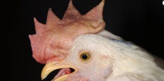 Virulent Newcastle Disease chicken